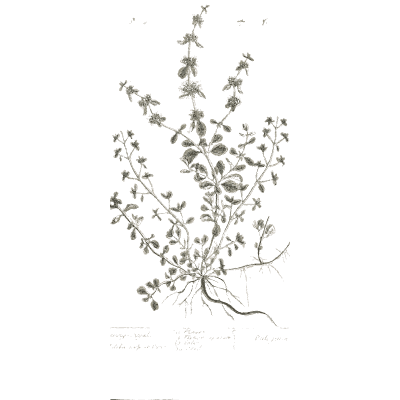 Bushy herb with flowering stems - A Curious Herbal: Five Hundred Cuts - 1737