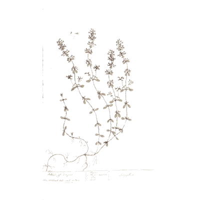 Wiry herb with flower whorls - A Curious Herbal: Five Hundred Cuts - 1737