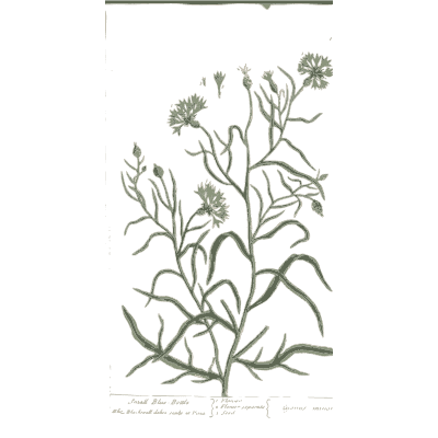 Cut-leaved herb with flower heads - A Curious Herbal: Five Hundred Cuts - 1737