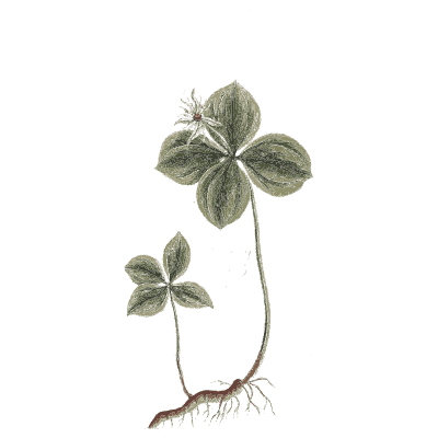 Four-leaved herb with a berry - A Curious Herbal: Five Hundred Cuts - 1737
