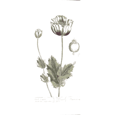 Poppy heads with cut leaves - A Curious Herbal: Five Hundred Cuts - 1737