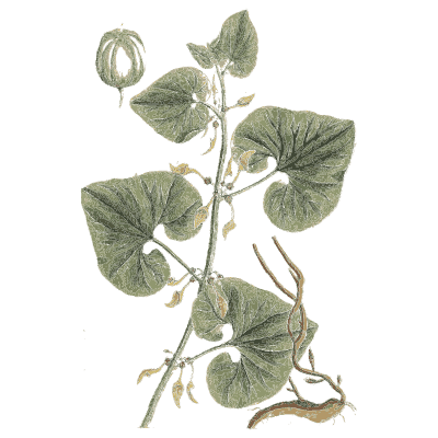 Climbing vine with a round fruit - A Curious Herbal: Five Hundred Cuts - 1737
