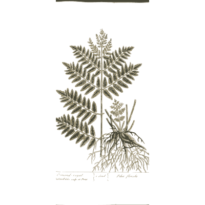 Fern frond with fine roots - A Curious Herbal: Five Hundred Cuts - 1737