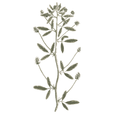 Trefoil herb with flower heads - A Curious Herbal: Five Hundred Cuts - 1737