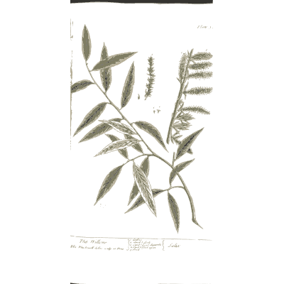 Willow branch with catkins - A Curious Herbal: Five Hundred Cuts - 1737