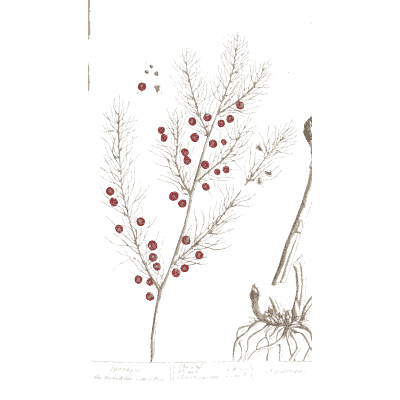 Asparagus with red berries - A Curious Herbal: Five Hundred Cuts - 1737