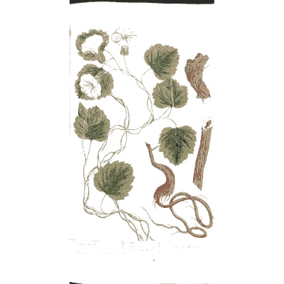 Round leaves with rolled bark - A Curious Herbal: Five Hundred Cuts - 1737