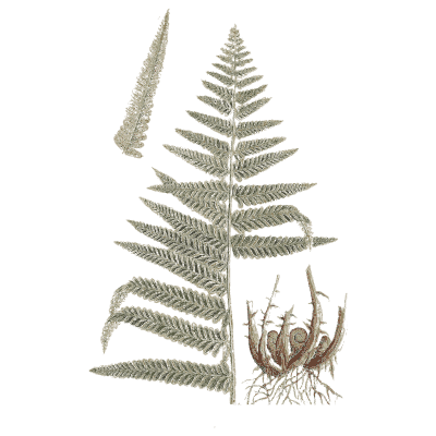 Fern frond with a scaly root - A Curious Herbal: Five Hundred Cuts - 1737