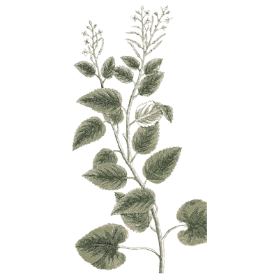 Herb with round leaves and flower spike - A Curious Herbal: Five Hundred Cuts - 1737