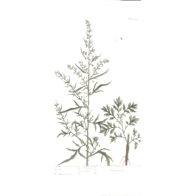 Two feathery herb sprigs - A Curious Herbal: Five Hundred Cuts - 1737