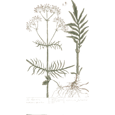 Umbel herb with feathery leaves - A Curious Herbal: Five Hundred Cuts - 1737