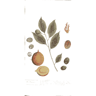Nutmeg branch with cut fruit - A Curious Herbal: Five Hundred Cuts - 1737