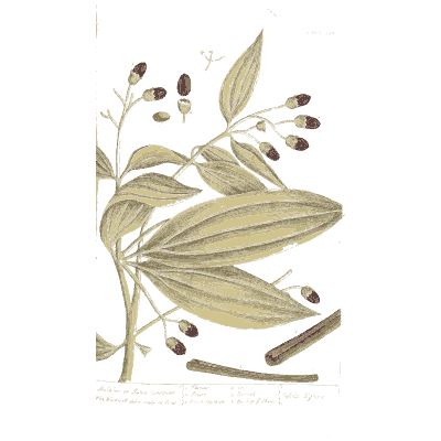 Long leaves with bark quills - A Curious Herbal: Five Hundred Cuts - 1737