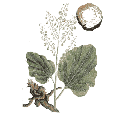 Broad leaves with a sliced root - A Curious Herbal: Five Hundred Cuts - 1737