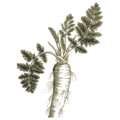 Taproot with feathery leaves - A Curious Herbal: Five Hundred Cuts - 1737