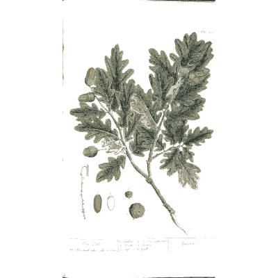 Oak branch with acorns - A Curious Herbal: Five Hundred Cuts - 1737