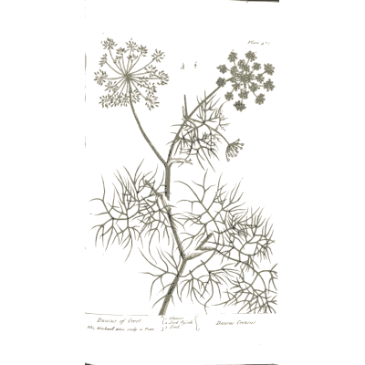 Umbel herb with thread leaves - A Curious Herbal: Five Hundred Cuts - 1737