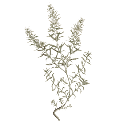 Wiry herb with a pale root - A Curious Herbal: Five Hundred Cuts - 1737