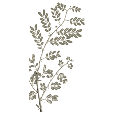 Pinnate herb with pea pods - A Curious Herbal: Five Hundred Cuts - 1737