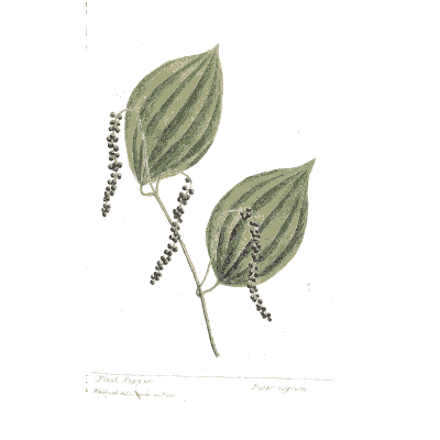 Pepper leaves with fruit strings - A Curious Herbal: Five Hundred Cuts - 1737