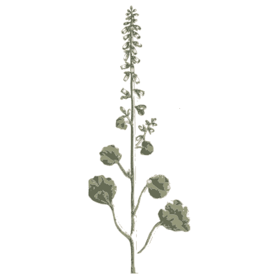 Upright spike with round leaves - A Curious Herbal: Five Hundred Cuts - 1737