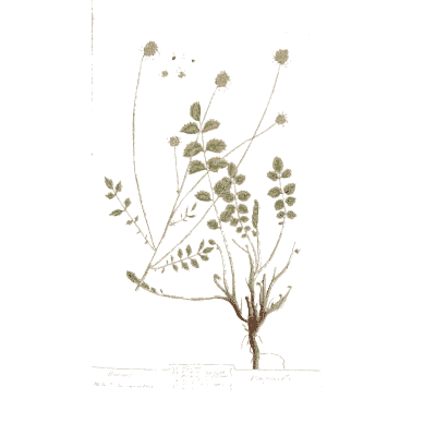 Herb with round seed pods - A Curious Herbal: Five Hundred Cuts - 1737