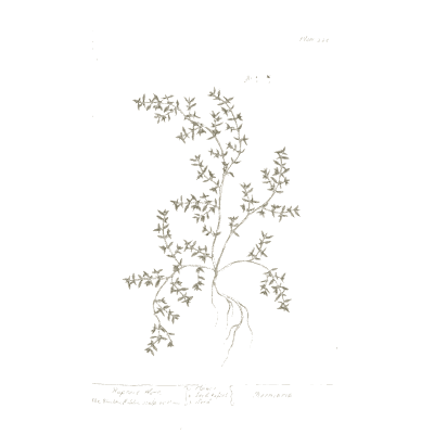 Airy flowering panicle - A Curious Herbal: Five Hundred Cuts - 1737