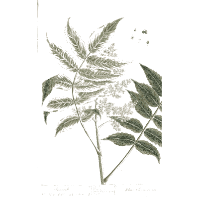 Pinnate branch with white flowers - A Curious Herbal: Five Hundred Cuts - 1737