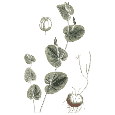 Vine with round leaves and a seed head - A Curious Herbal: Five Hundred Cuts - 1737