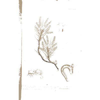 Brown root with cut leaves - A Curious Herbal: Five Hundred Cuts - 1737