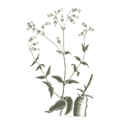 Herb with narrow leaves and seed pods - A Curious Herbal: Five Hundred Cuts - 1737