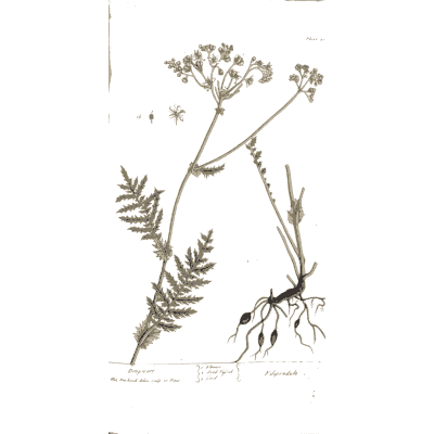 Rooted umbel herb with cut leaves - A Curious Herbal: Five Hundred Cuts - 1737