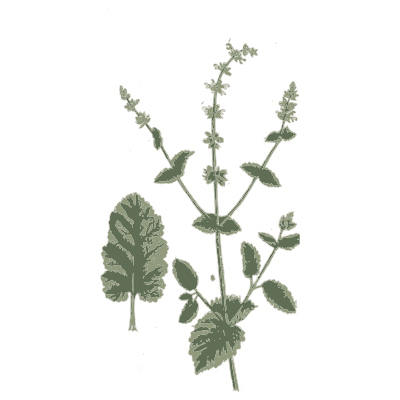 Square-stemmed herb with leafy spikes - A Curious Herbal: Five Hundred Cuts - 1737