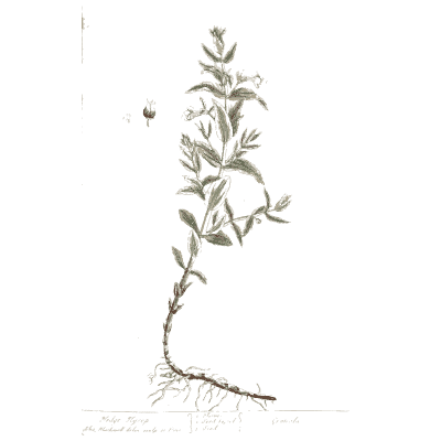 Small herb with a long root - A Curious Herbal: Five Hundred Cuts - 1737