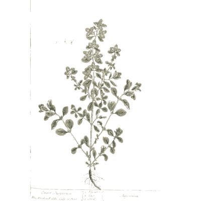 Bushy herb with round leaves - A Curious Herbal: Five Hundred Cuts - 1737