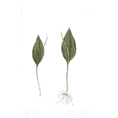 Two broad leaves with a root - A Curious Herbal: Five Hundred Cuts - 1737