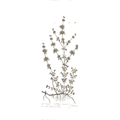 Herb with slender flower spikes - A Curious Herbal: Five Hundred Cuts - 1737