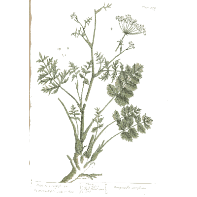 Umbel herb with divided leaves - A Curious Herbal: Five Hundred Cuts - 1737