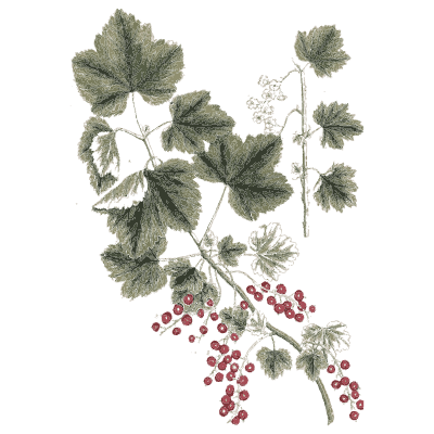 Currant branch with red berries - A Curious Herbal: Five Hundred Cuts - 1737