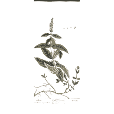 Leafy herb with a slim flower spike - A Curious Herbal: Five Hundred Cuts - 1737