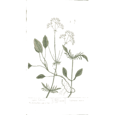 Vetch with white flowers and pods - A Curious Herbal: Five Hundred Cuts - 1737
