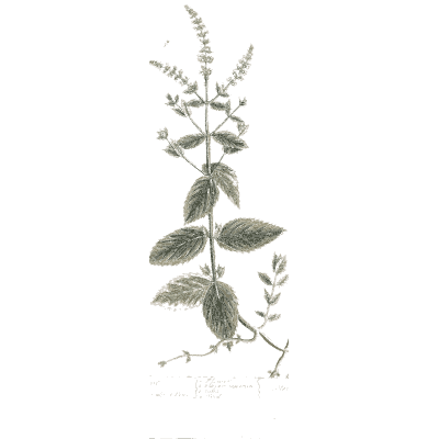 Leafy stem with tiered flower whorls - A Curious Herbal: Five Hundred Cuts - 1737