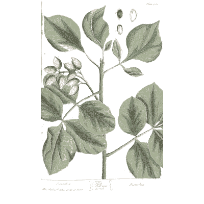 Broad-leaved stem with seeds - A Curious Herbal: Five Hundred Cuts - 1737