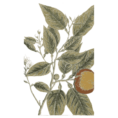 Branch with a cut orange fruit - A Curious Herbal: Five Hundred Cuts - 1737