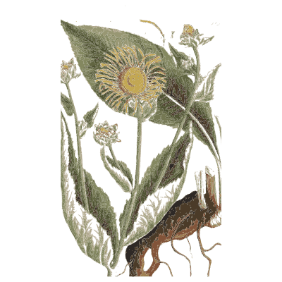 Yellow flower head with broad leaves - A Curious Herbal: Five Hundred Cuts - 1737