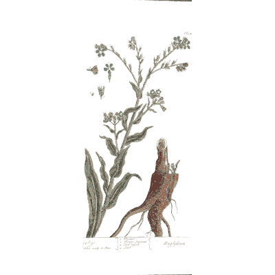 Strap leaves with a brown root - A Curious Herbal: Five Hundred Cuts - 1737