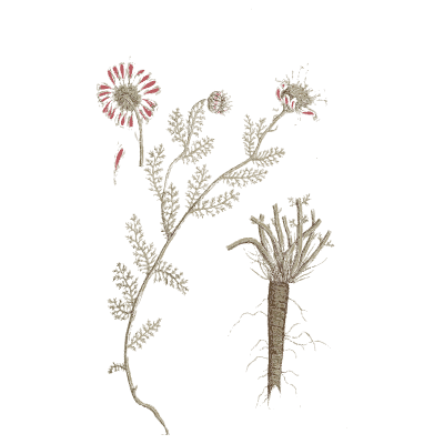 Flower spikes with a cut root - A Curious Herbal: Five Hundred Cuts - 1737