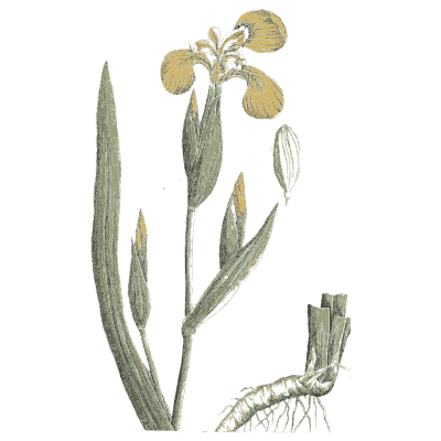 Yellow iris with sword leaves - A Curious Herbal: Five Hundred Cuts - 1737