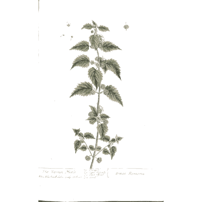 Nettle with toothed leaves - A Curious Herbal: Five Hundred Cuts - 1737