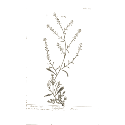 Wiry herb with seed spikes - A Curious Herbal: Five Hundred Cuts - 1737